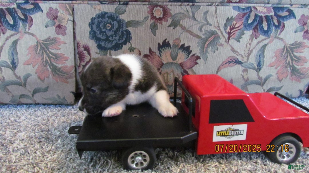 American Corgi dogs for sale: Charlie - Image 1