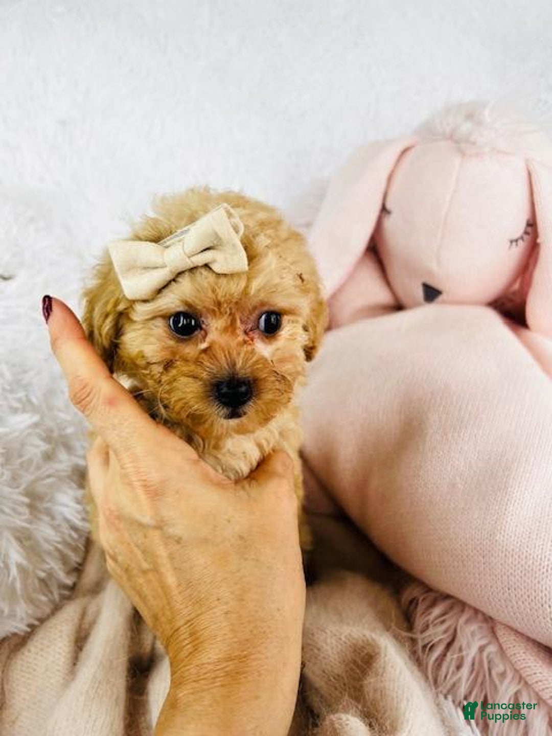 Toy Poodle dogs for sale: Precious - Image 3
