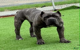 Cane Corso dogs for sale: Mostro - Image 1