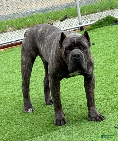 Cane Corso dogs for sale - Ad 2
