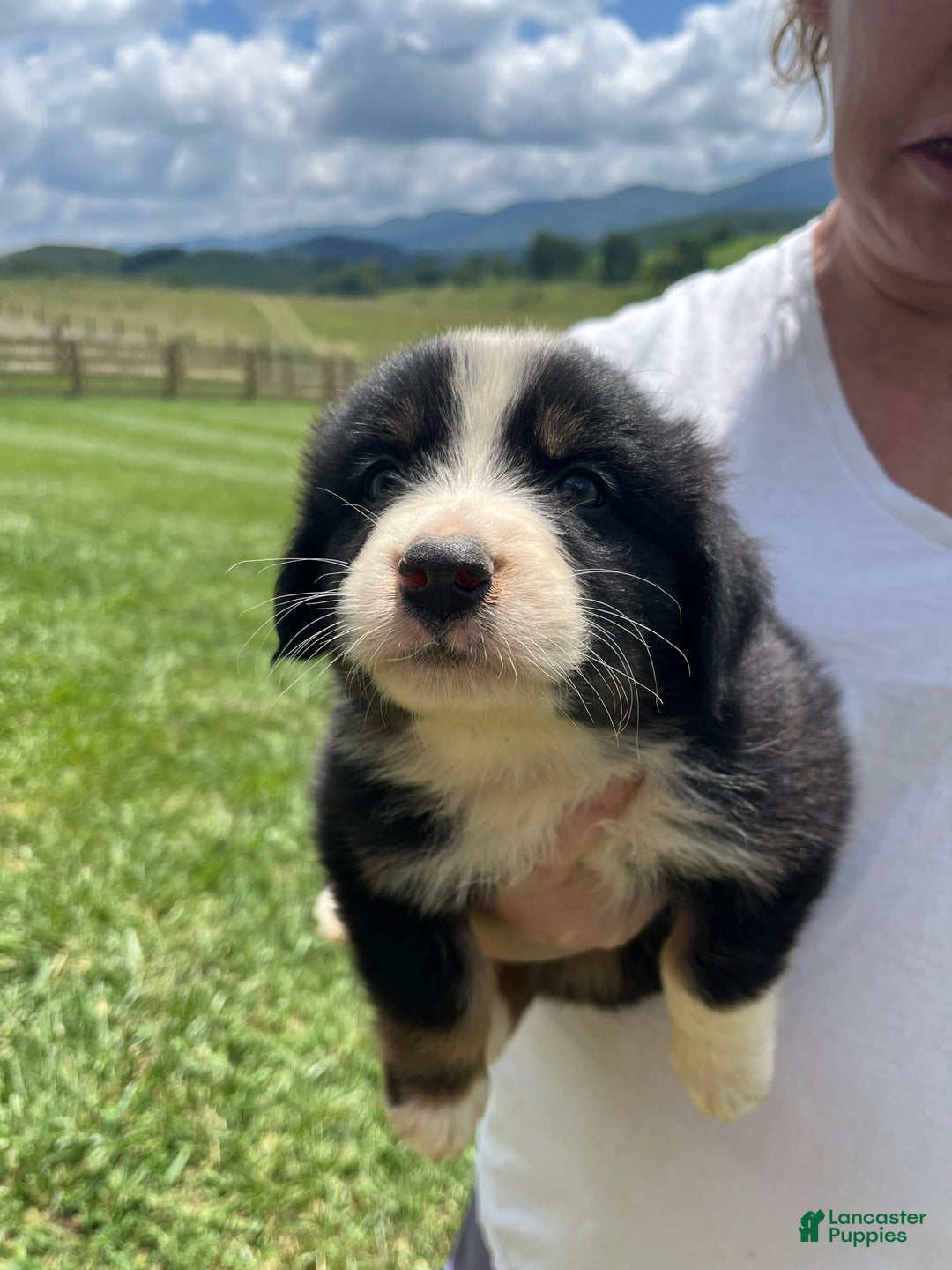 Australian Shepherd dogs for sale: Charlie - Image 3