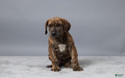 Great Dane dogs for sale: Ellie - Image 2