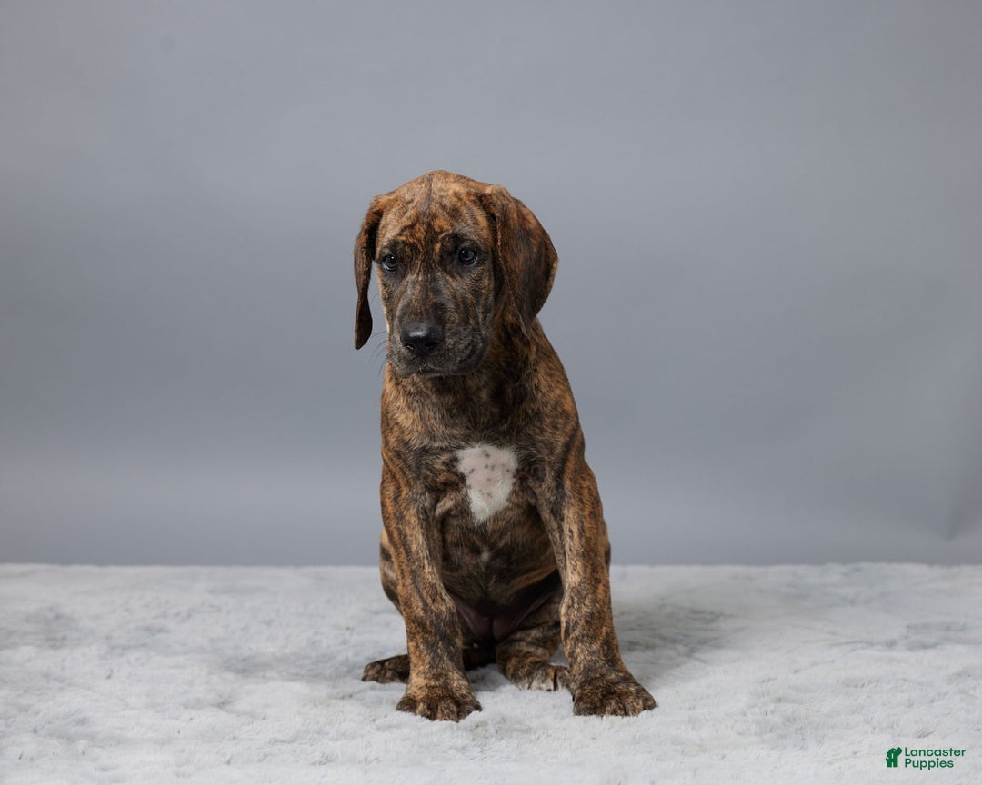 Great Dane dogs for sale: Ellie - Image 2