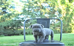 Cane Corso dogs for sale: Maverick - Image 1