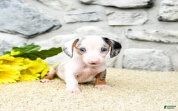 Miniature Dachshund dogs for sale: Zander - Image 5