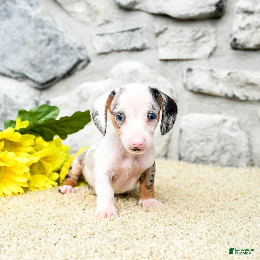 Miniature Dachshund dogs for sale: Zander - Image 5
