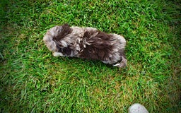 Havapoo dogs for sale: Dixie - Image 14