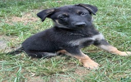German Shepherd dogs for sale: Beth - Image 3