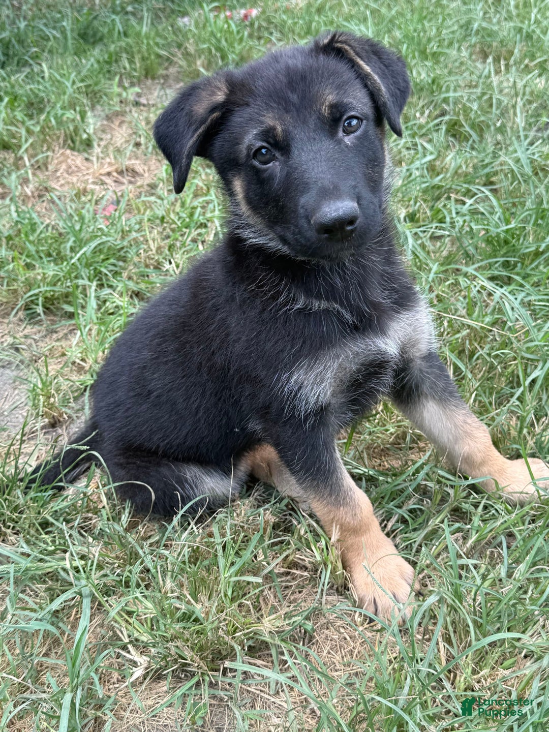 German Shepherd dogs for sale: Beth - Image 3