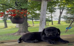 Labrador Retriever dogs for sale: Rosie - Image 5
