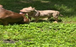 American Bully dogs for sale: Peso - Image 5