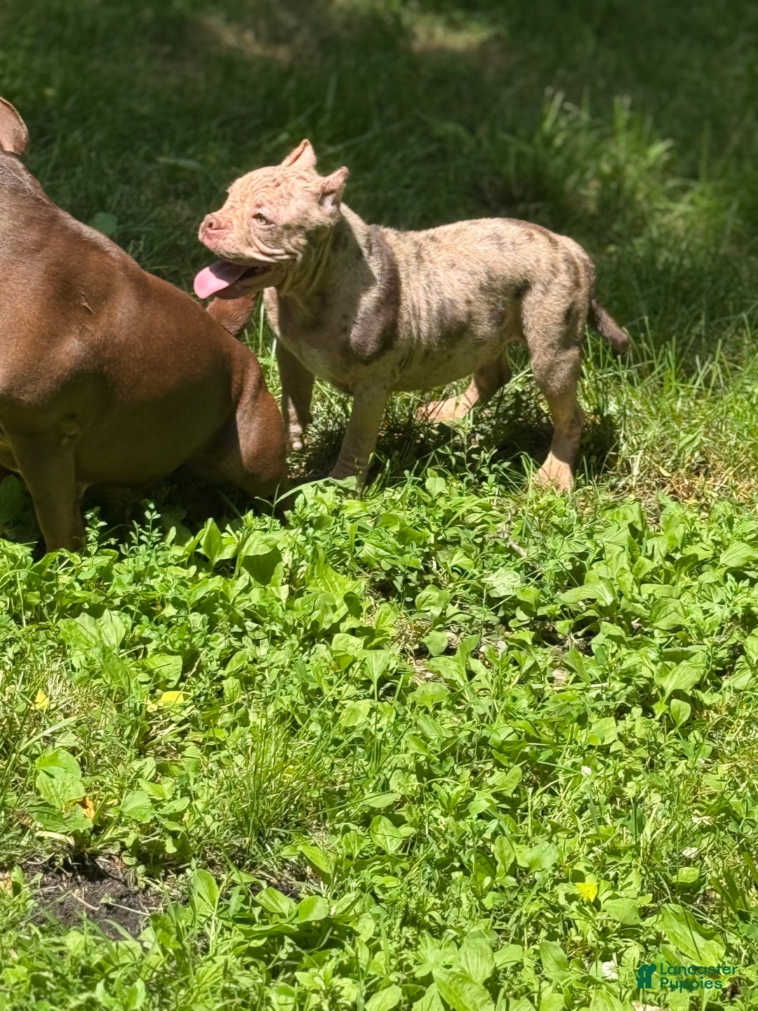 American Bully dogs for sale: Peso - Image 5