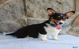Welsh Corgi Pembroke dogs for sale: Kevin - Image 2