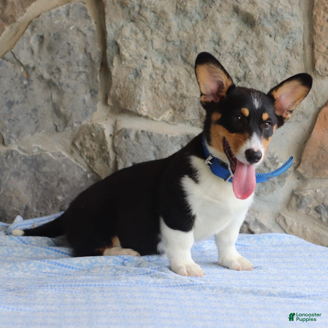 Welsh Corgi Pembroke dogs for sale: Kevin - Image 2