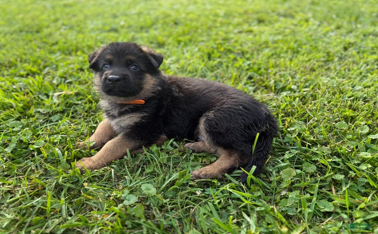 German Shepherd dogs for sale - Ad 4