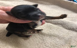 Yorkshire Terrier dogs for sale: Kai - Image 3