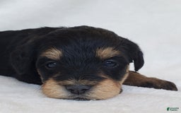 Schnoodle dogs for sale: Ember - Image 2