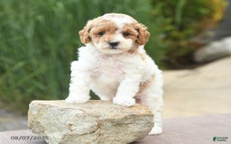 Toy Poodle dogs for sale: Nellie - Image 3