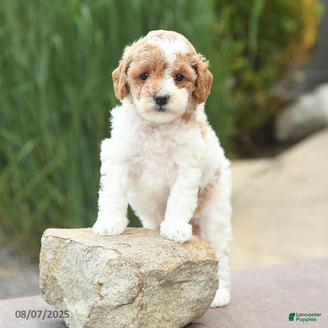 Toy Poodle dogs for sale: Nellie - Image 3