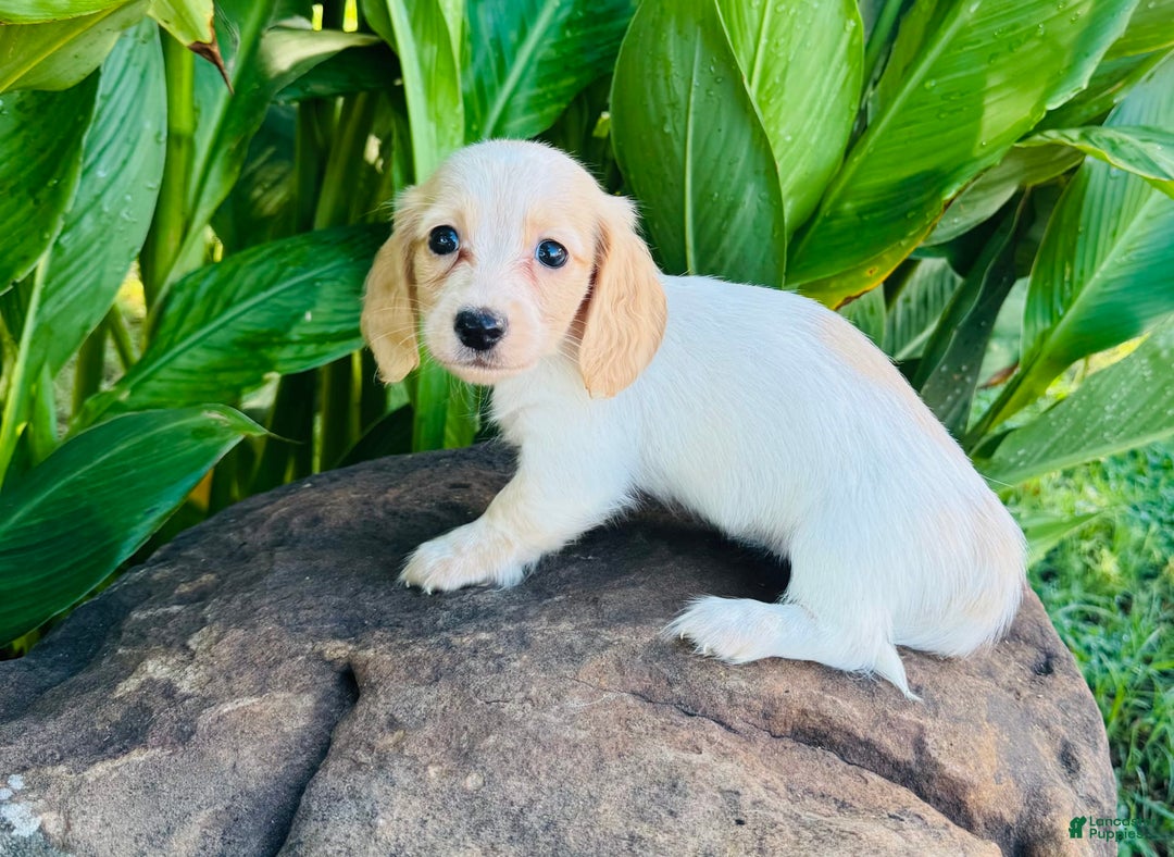 Miniature Dachshund dogs for sale: Carrie LH - Image 6