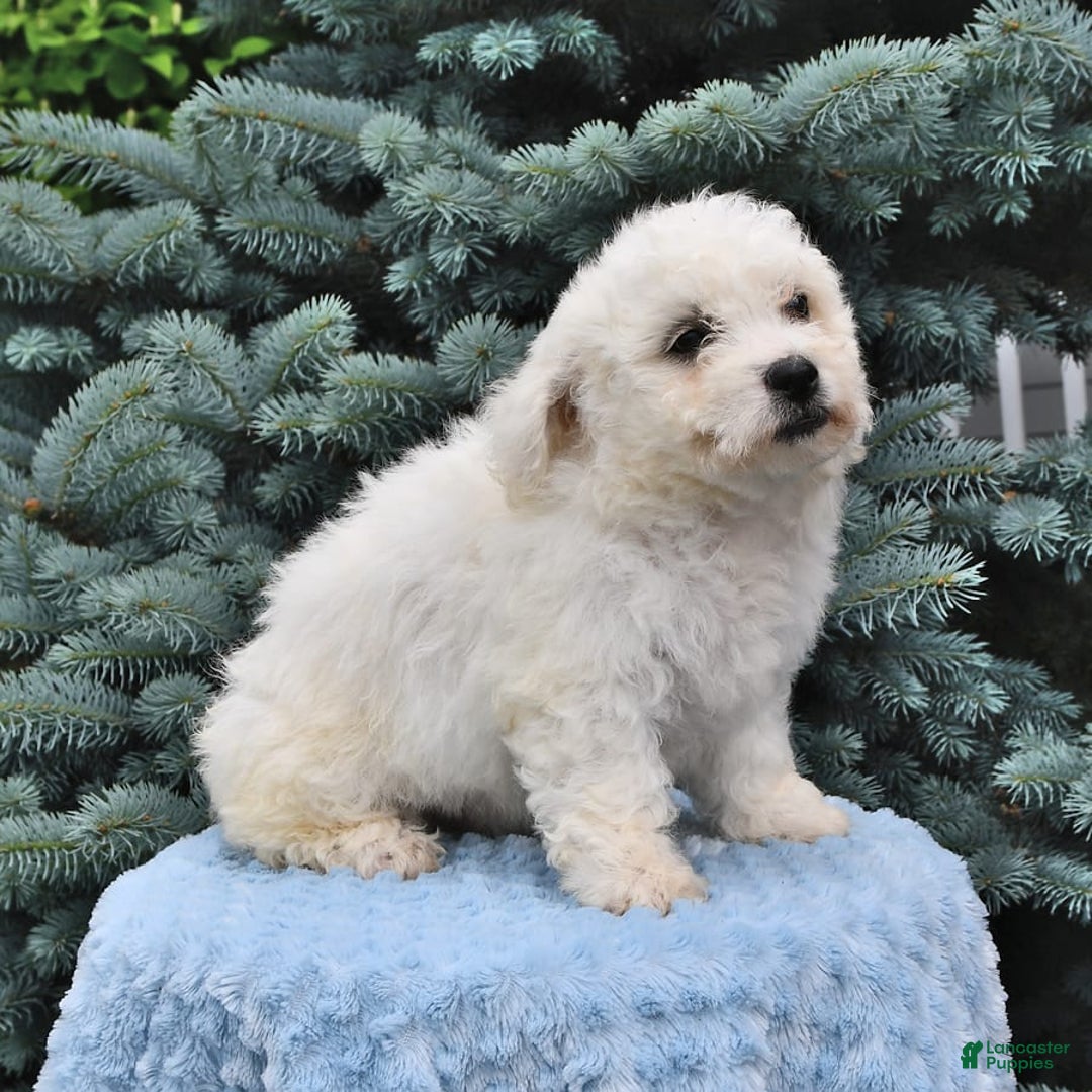 Bichon Frise dogs for sale: Alfred - Image 3