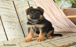 German Shepherd dogs for sale: Whisper - Image 3
