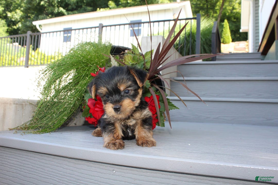 Yorkshire Terrier dogs for sale: Tiny Tim - Image 5
