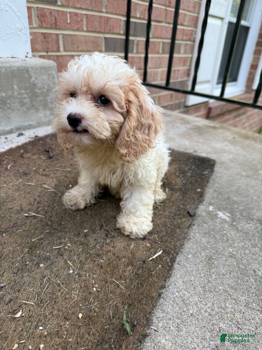Cockapoo dogs for sale: Terri - Image 1
