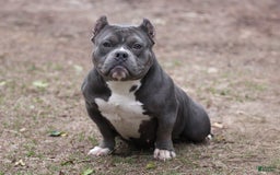 American Bully dogs for sale: Blue/white Merle Female - Image 5