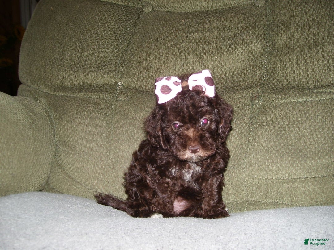 Lhasapoo dogs for sale: Tabby - Image 4