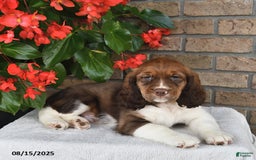English Springer Spaniel dogs for sale: Colton - Image 4