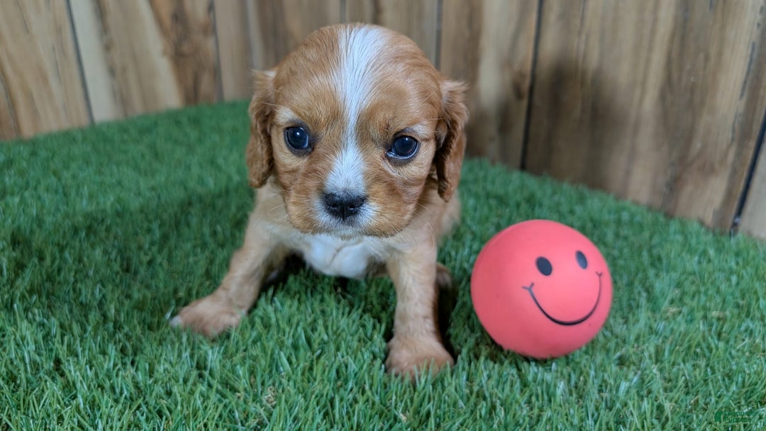 Cavalier King Charles Spaniel dogs for sale: Lucy Girl 2 - Image 2