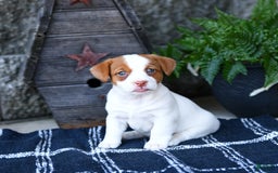 Jack Russell Terrier dogs for sale: Meadow - Image 1