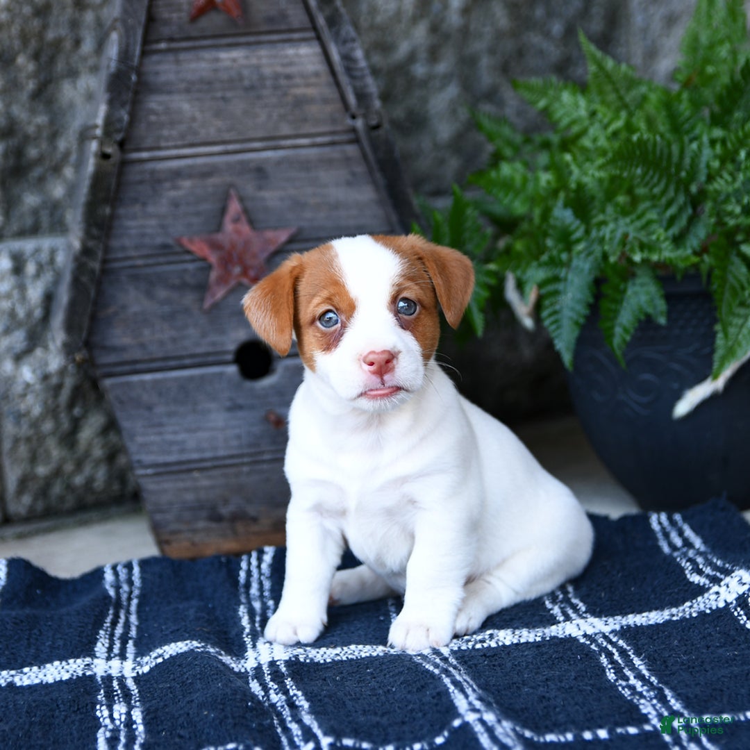Jack Russell Terrier dogs for sale: Meadow - Image 1