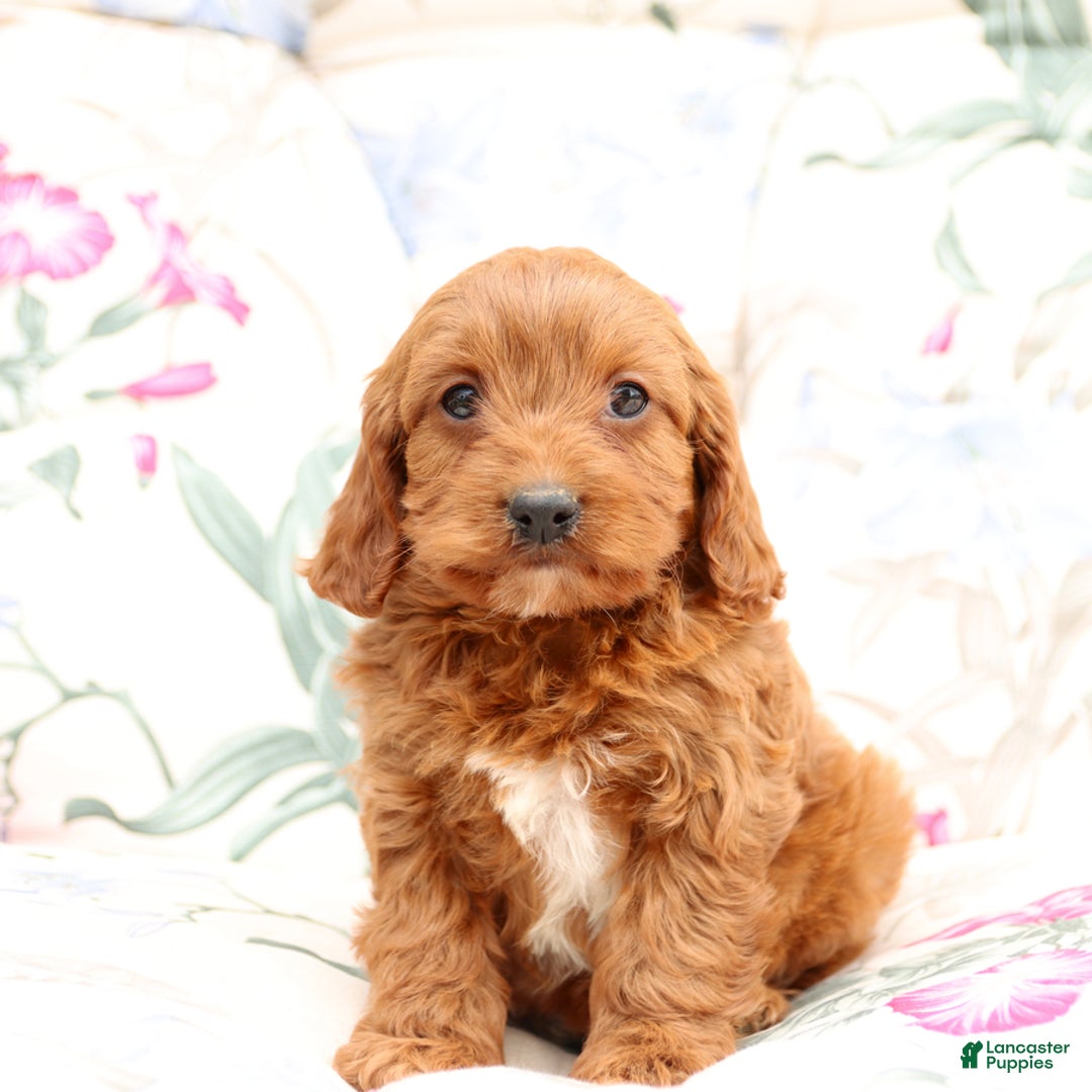 Cavapoo dogs for sale: Cavapoo 5 puppies - Image 23
