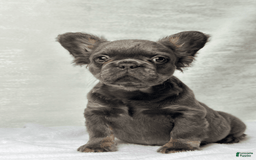 French Bulldog dogs for sale: Sky - Image 6