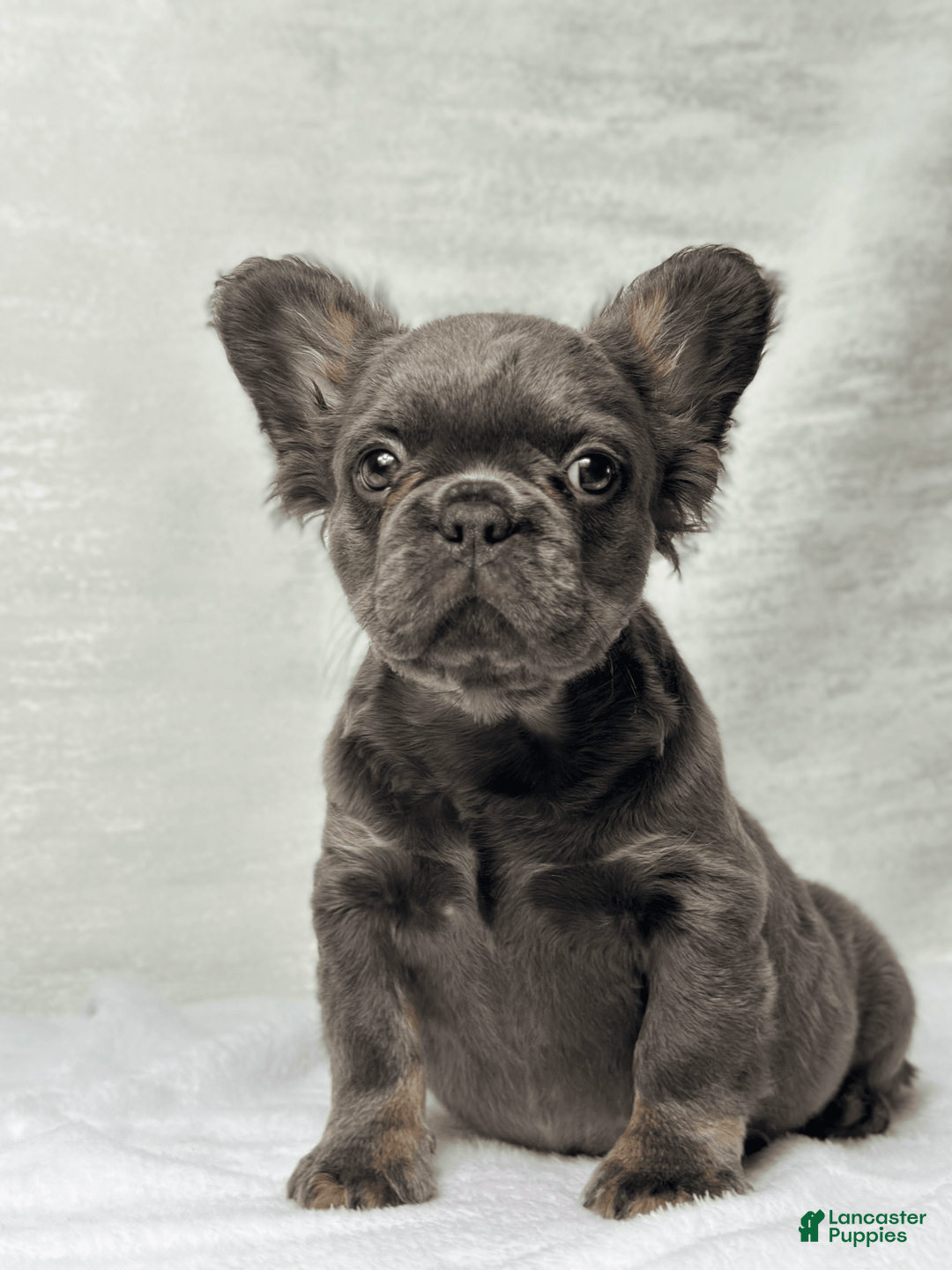 French Bulldog dogs for sale: Sky - Image 6