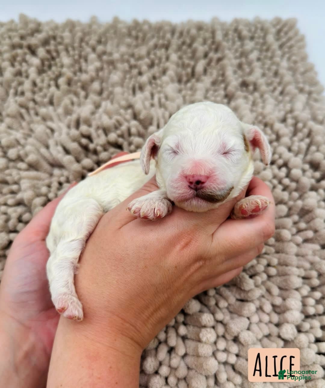Mini Goldendoodle dogs for sale: Petite Alice - Image 1