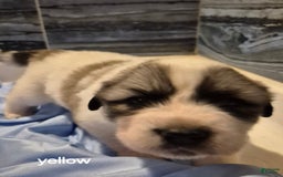 Great Pyrenees dogs for sale: Yellow - Image 2