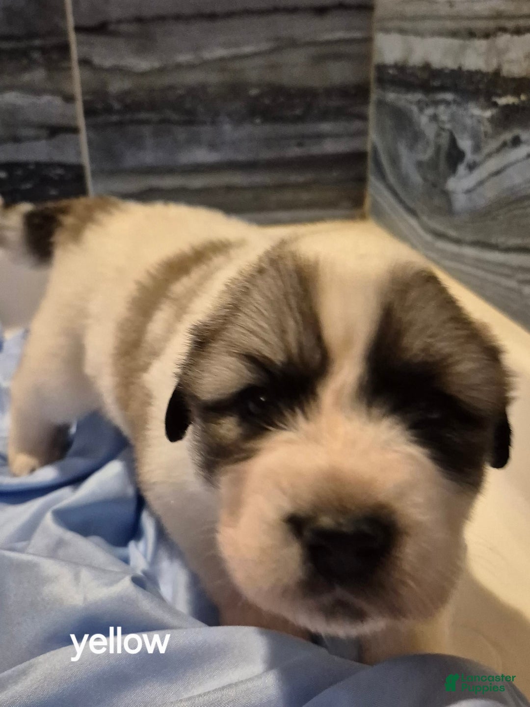 Great Pyrenees dogs for sale: Yellow - Image 2