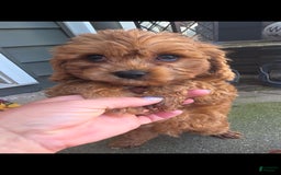 Cavapoo dogs for sale: Theo - Image 5