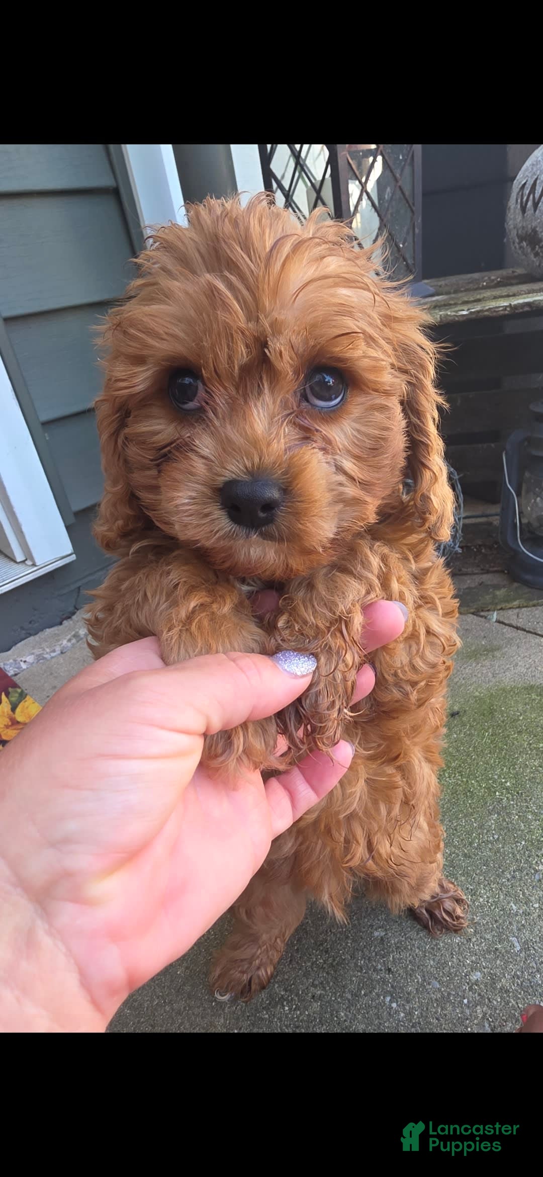 Cavapoo dogs for sale: Theo - Image 5