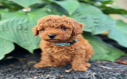 Mini Goldendoodle dogs for sale: Luna - Image 4