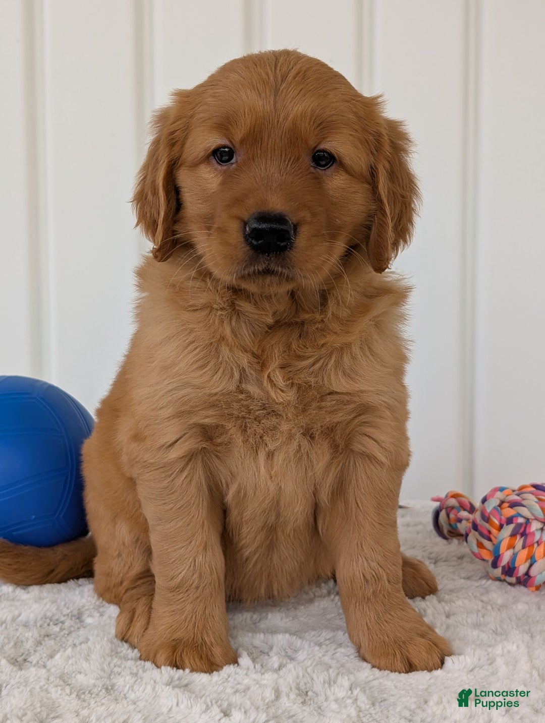 Golden Retriever dogs for sale: Daisy - Image 14