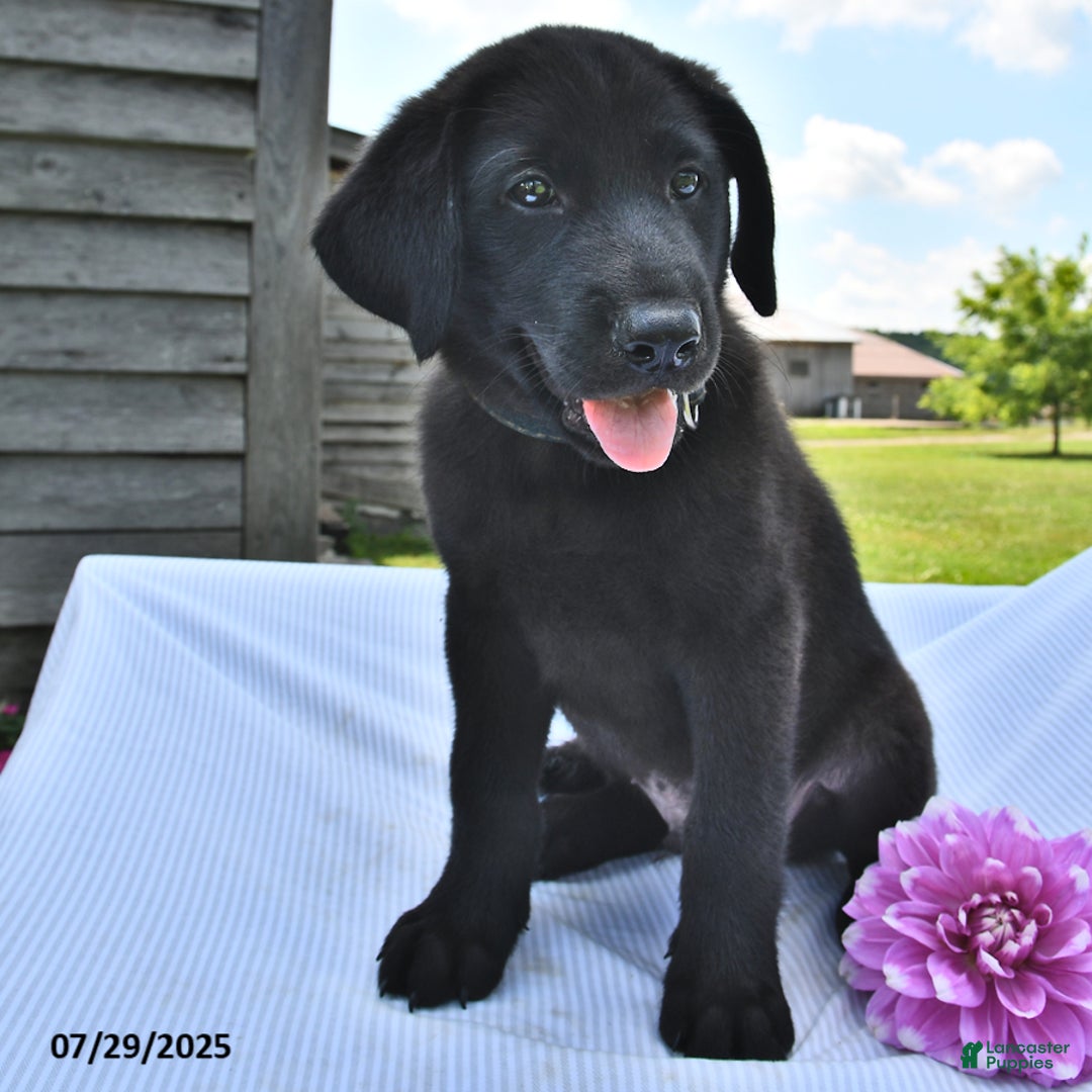 Norwegian Elkhound dogs for sale: Simon - Image 2