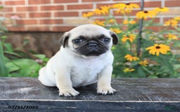Pug dogs for sale: Biscuit - Image 3