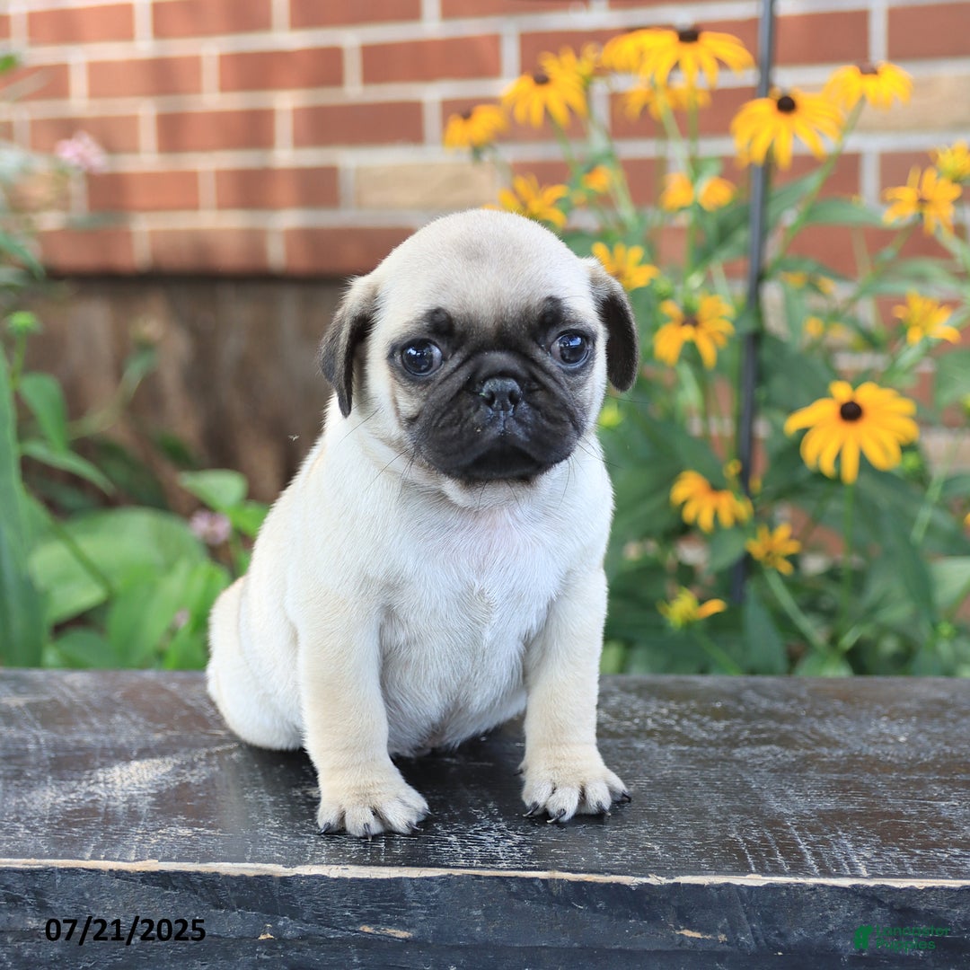 Pug dogs for sale: Biscuit - Image 3