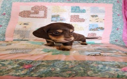 Miniature Dachshund dogs for sale: Casper - Image 5