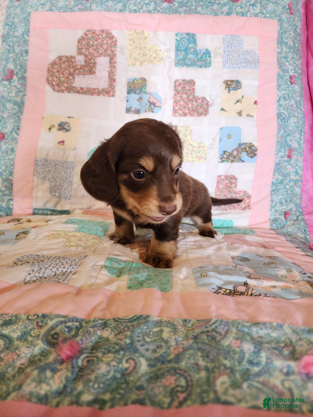 Miniature Dachshund dogs for sale: Casper - Image 5