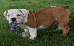 Beabull dogs for sale: Tessa - Image 11
